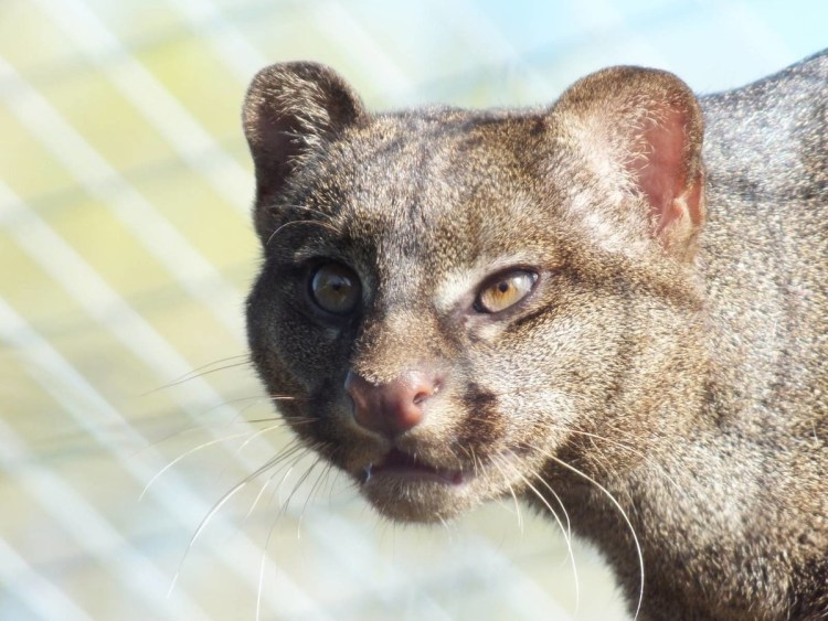 Длиннохвостая кошка Маргай