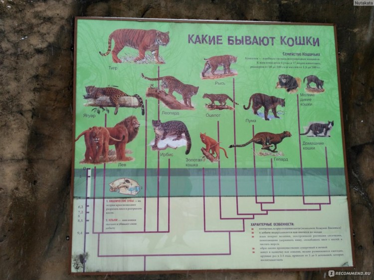 Семейство кошачьих классификация