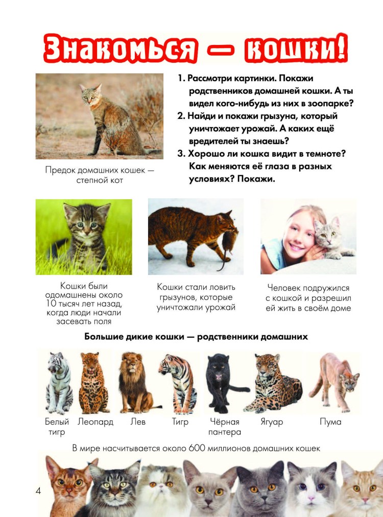 Дикие домашние питомцы семейства кошачьих