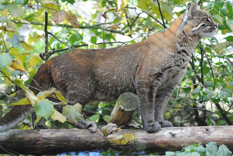 Золотистая кошка Темминка