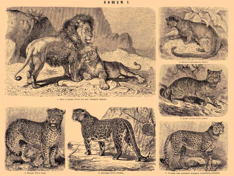 Семейства кошачьих и псовых Африка