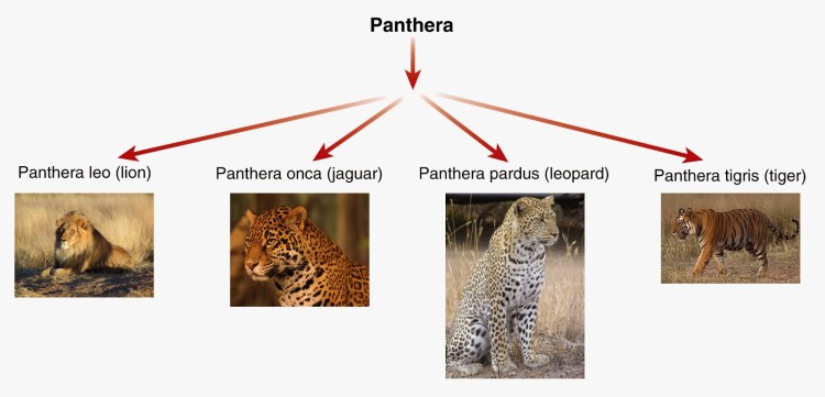 Род пантеры представители