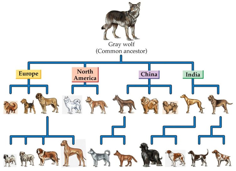 Дикий предок собаки