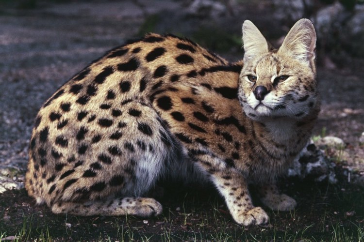 Семейство кошачьих Дикие животные сервал