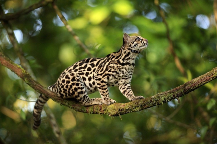 Онцилла тигровая кошка