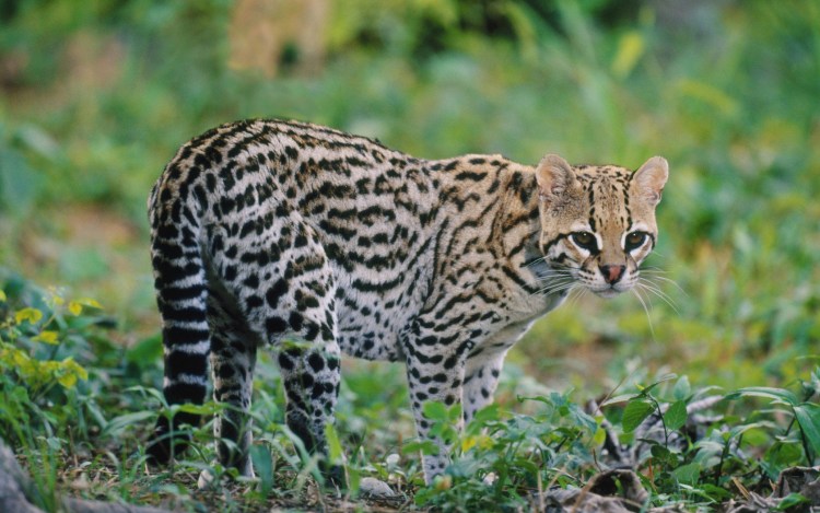 Семейство кошачьих Оцелот
