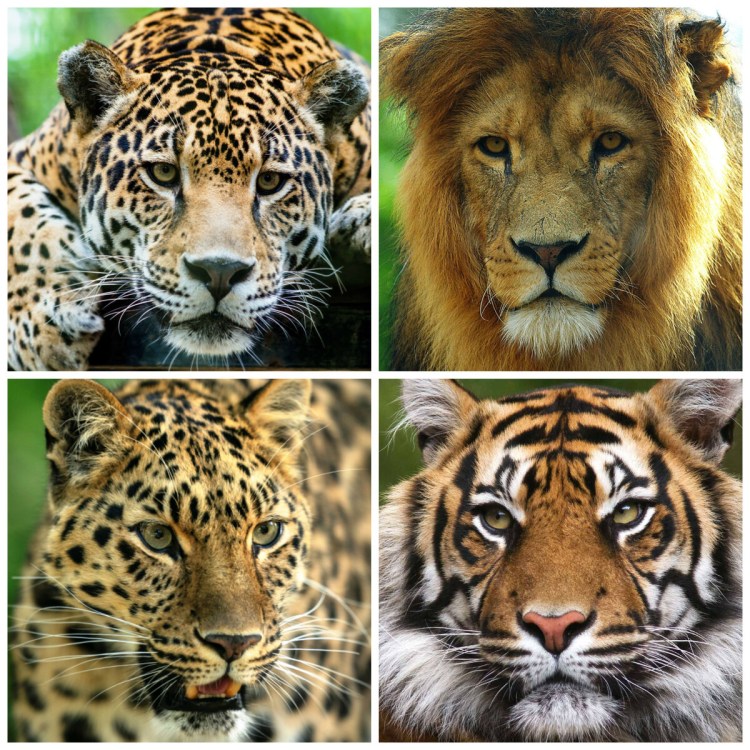 Лев тигр леопард Ягуар