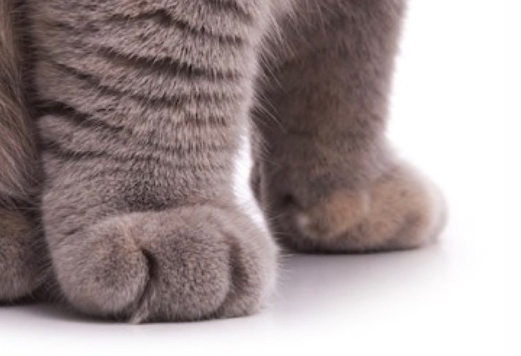 Кошачья лапа