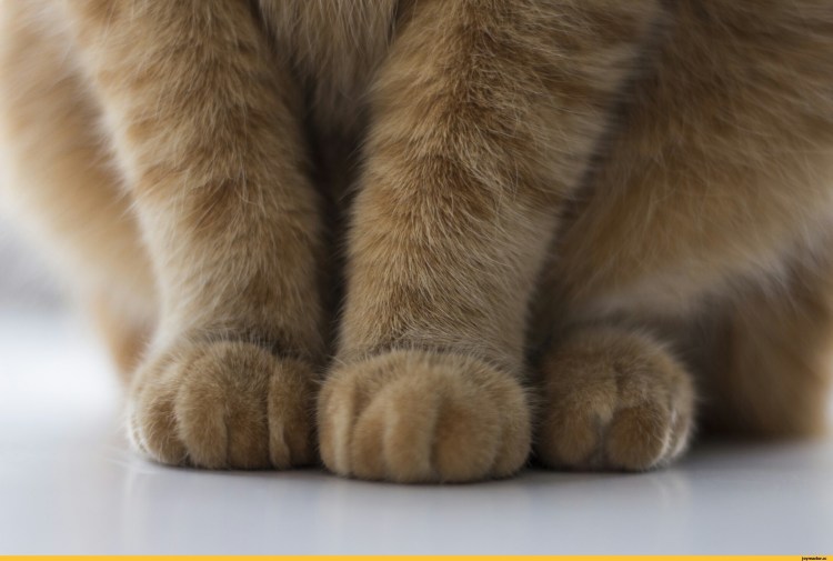 Кошачья лапа