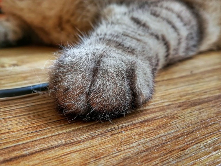 Лапка кота