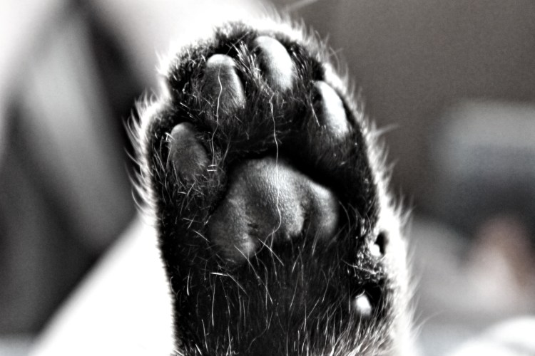 Пушистые лапки котика