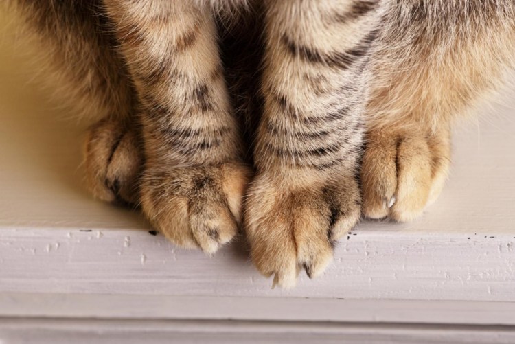 Лапы животных