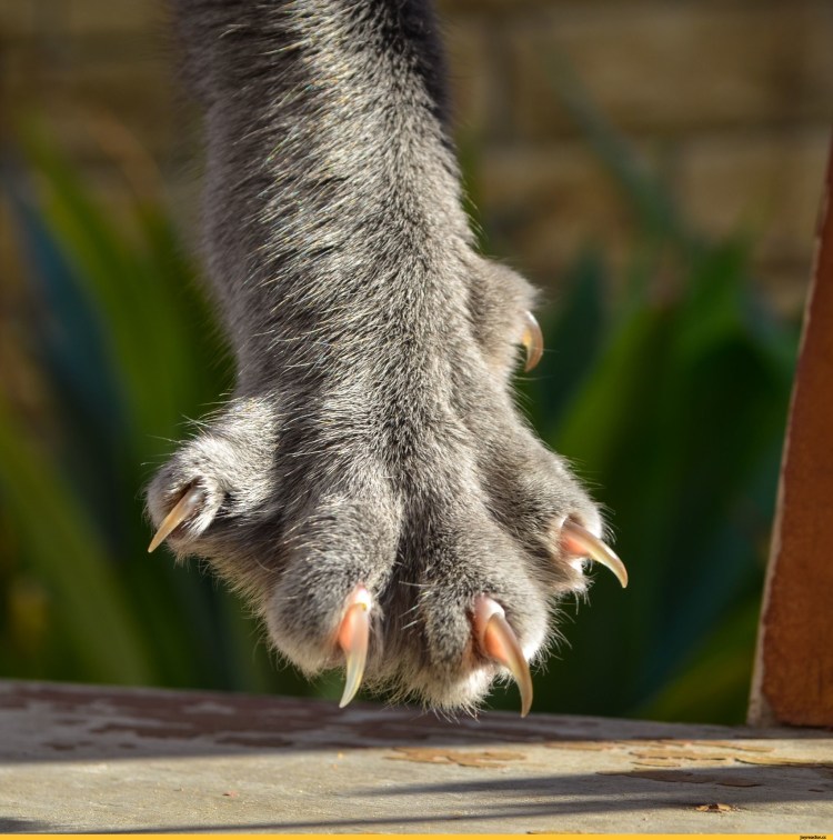 Пушистая лапа подушечки