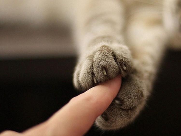 Лапки царапки приют Пермь