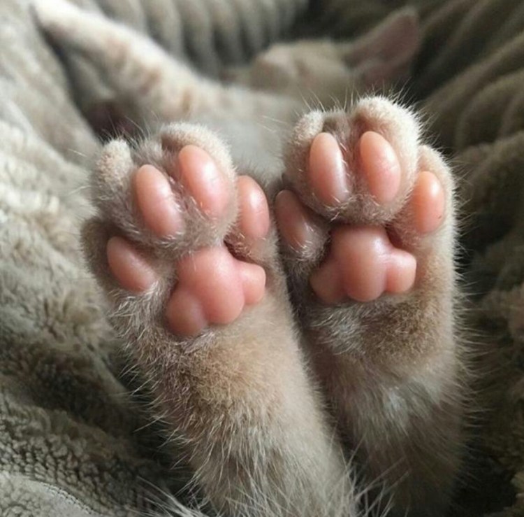 Лапки кошки