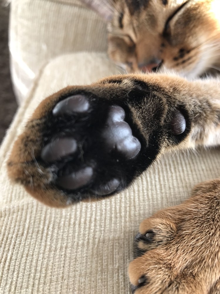 Кошачья лапка