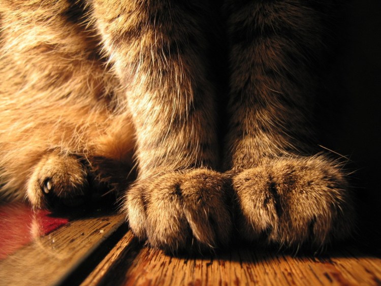 Кошка с пушистыми лапами