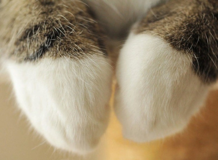 Мохнатые подушечки лап