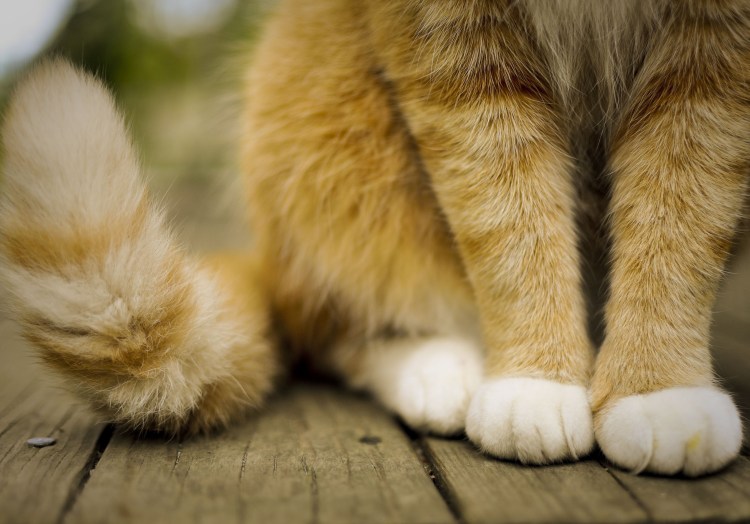 Пушистые лапки