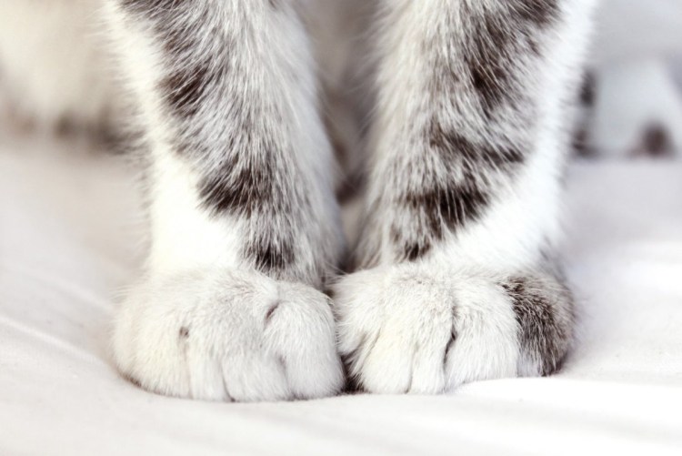 Нежные кошачьи лапки