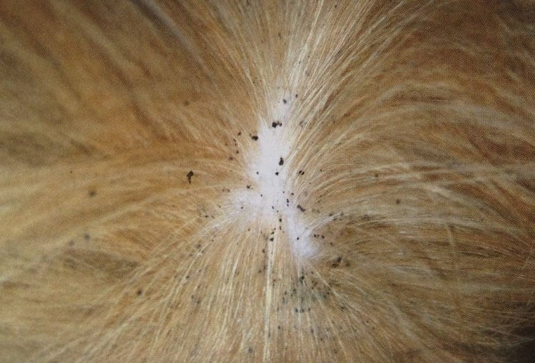 Ветеринария блошиный дерматит