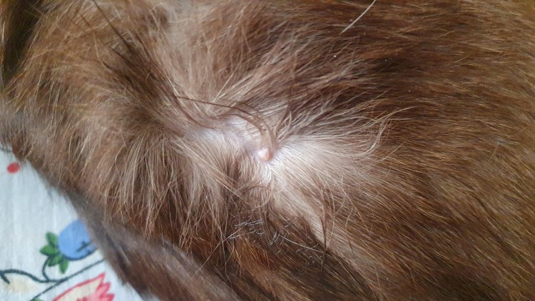 Блошиный дерматит у кошек