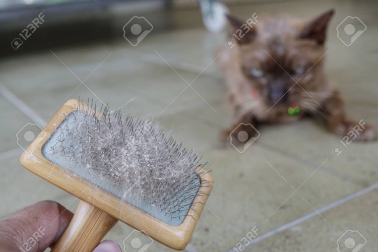 Залысины на голове у кота