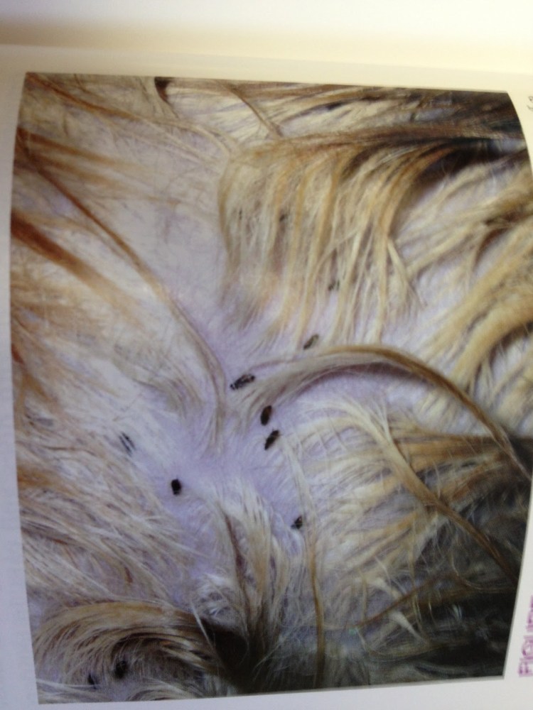 Перхоть у черных кошек