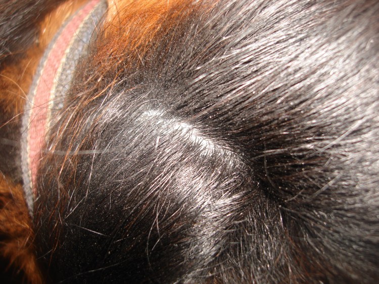 Хейлетиеллез (отрубевидная чесотка)