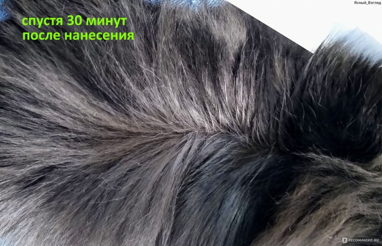 Язвочки на хвосте у кота