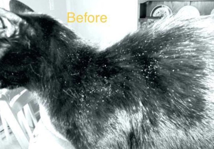 Перхоть домашних животных