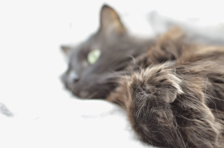 Себорейный дерматит у кота