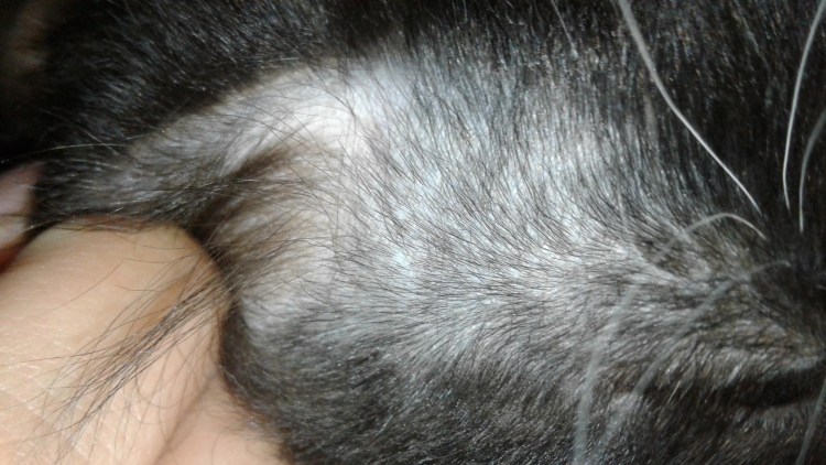 Саркоптоз демодекоз нотоэдроз