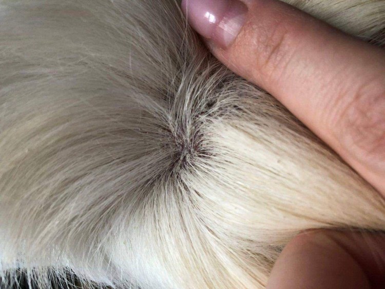 Хейлетиеллез (отрубевидная чесотка)