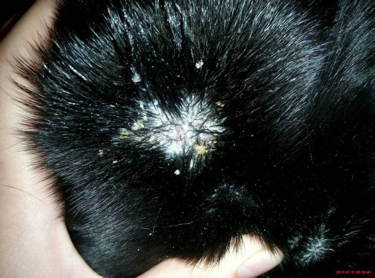 Перхоть у шотландской вислоухой