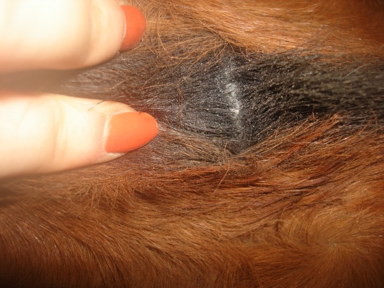 Проплешины у собаки на спине