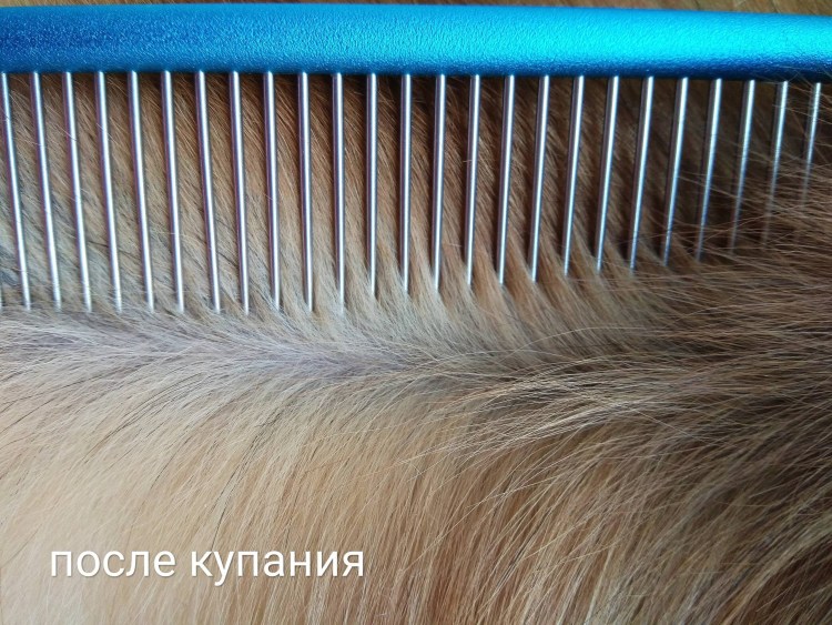 У длинношерстной кошки выпадает шерсть клоками