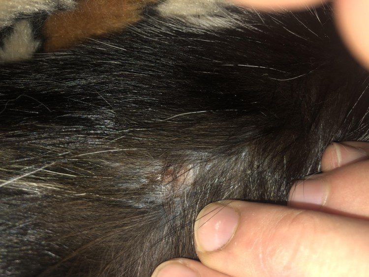 Черная перхоть у кошки на спине