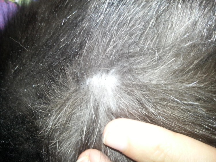 Шерсть с подшерстком и без