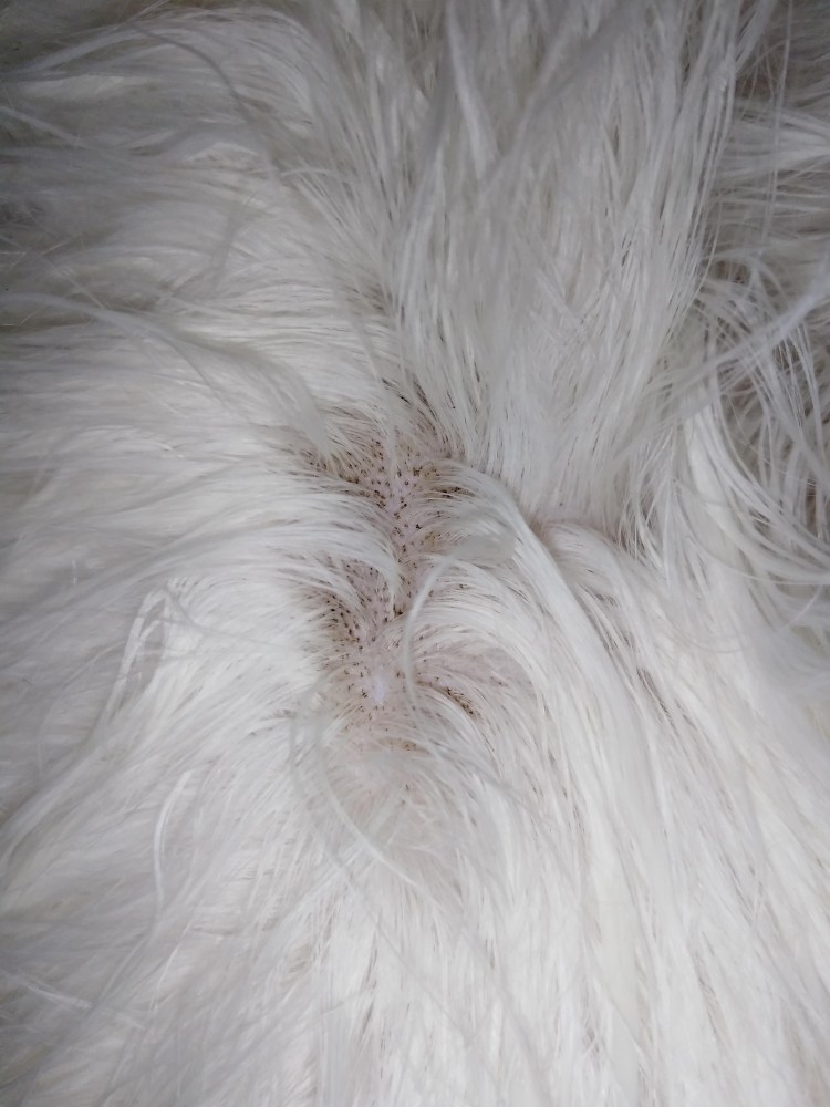 Стригущий лишай у декоративных кроликов