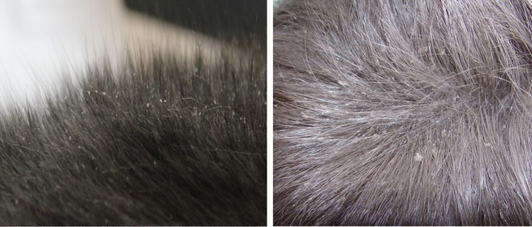 Эндокринная алопеция кошек