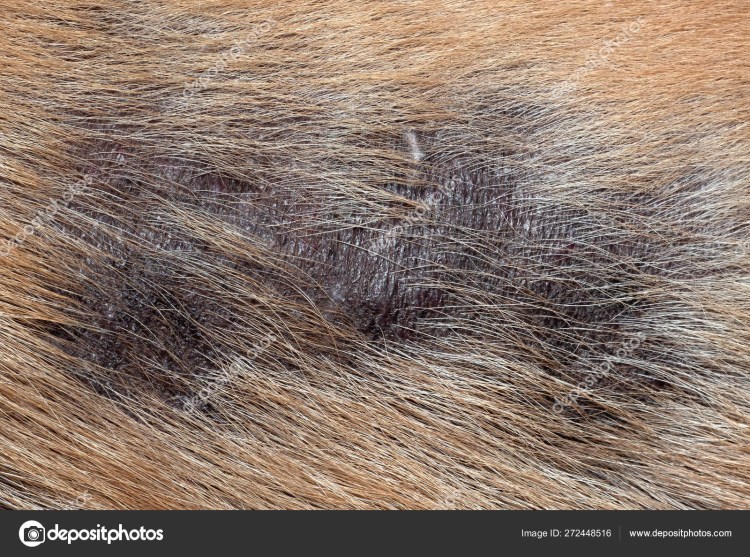 Клещ хейлетиелла перхоть