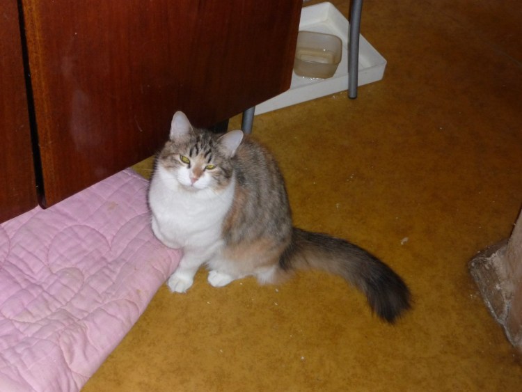 Кошка 6 лет домашнее