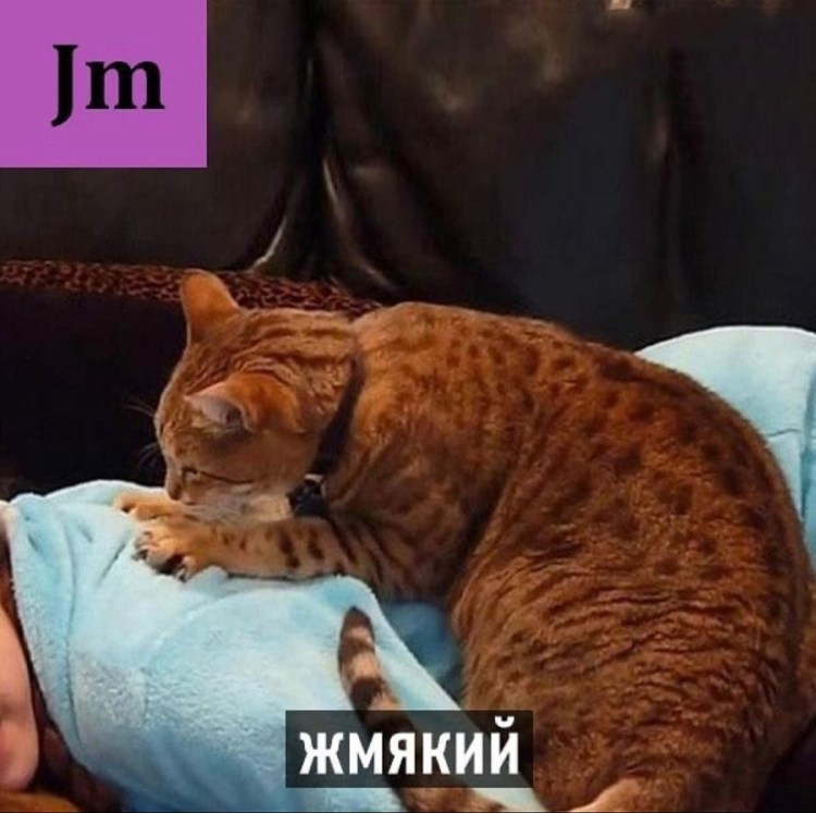 Кошка мнет лапками