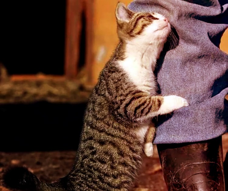 Массаж котики