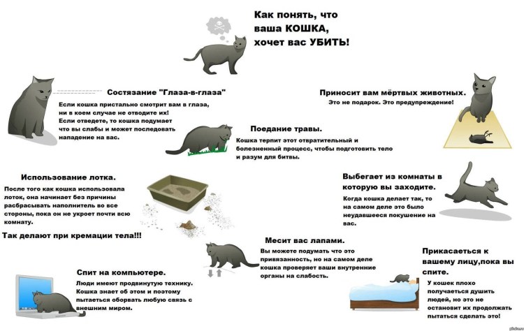 Кот вылизывается