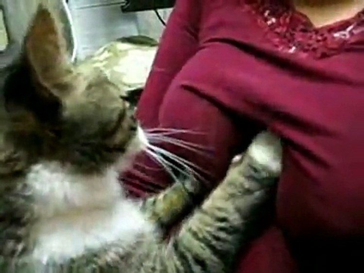 Котенок на женской груди