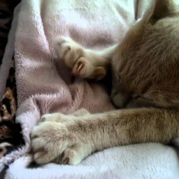 Кот сидит на голове