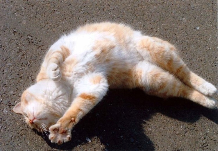 Кошка топчет лапками