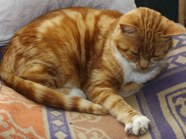 Мужчина с котенком